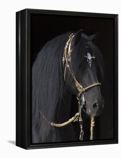 Black Peruvian Paso Stallion in Traditional Peruvian Bridle, Sante Fe, New Mexico, USA-Carol Walker-Framed Premier Image Canvas