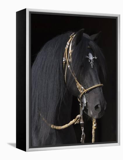 Black Peruvian Paso Stallion in Traditional Peruvian Bridle, Sante Fe, New Mexico, USA-Carol Walker-Framed Premier Image Canvas