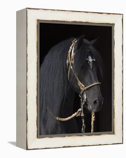 Black Peruvian Paso Stallion in Traditional Peruvian Bridle, Sante Fe, New Mexico, USA-Carol Walker-Framed Premier Image Canvas