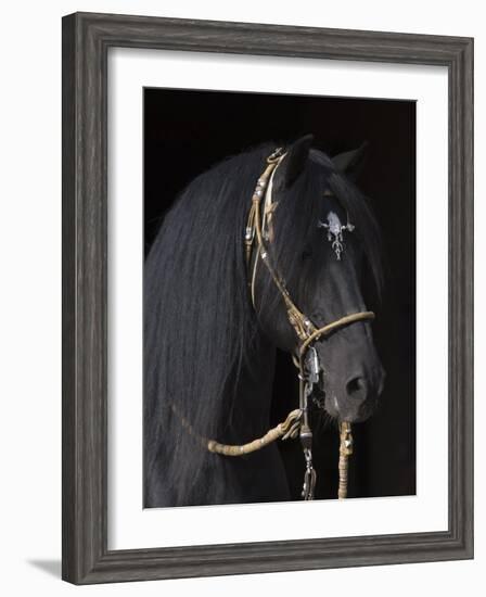 Black Peruvian Paso Stallion in Traditional Peruvian Bridle, Sante Fe, New Mexico, USA-Carol Walker-Framed Photographic Print