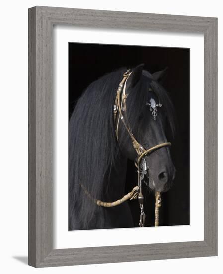 Black Peruvian Paso Stallion in Traditional Peruvian Bridle, Sante Fe, New Mexico, USA-Carol Walker-Framed Photographic Print