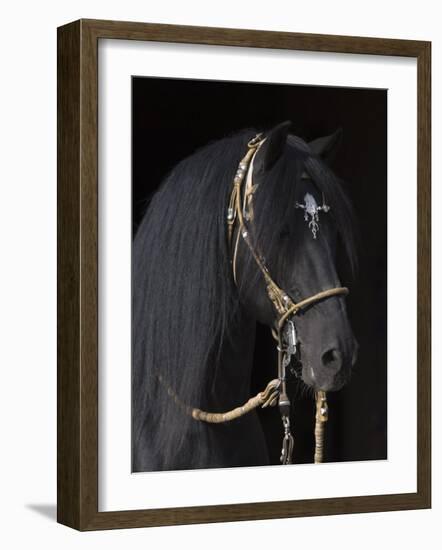 Black Peruvian Paso Stallion in Traditional Peruvian Bridle, Sante Fe, New Mexico, USA-Carol Walker-Framed Photographic Print