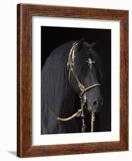 Black Peruvian Paso Stallion in Traditional Peruvian Bridle, Sante Fe, New Mexico, USA-Carol Walker-Framed Photographic Print