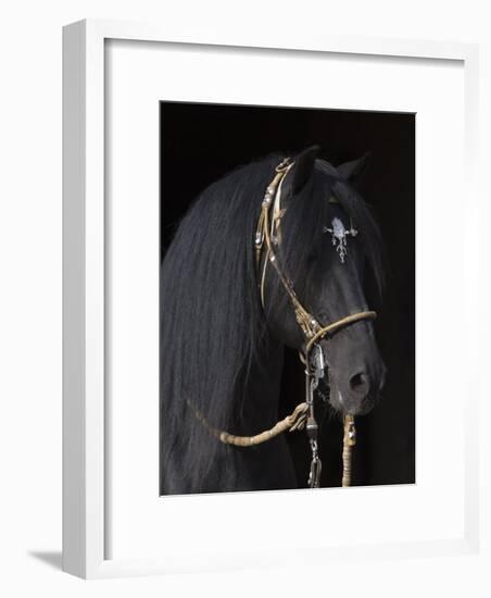 Black Peruvian Paso Stallion in Traditional Peruvian Bridle, Sante Fe, New Mexico, USA-Carol Walker-Framed Photographic Print