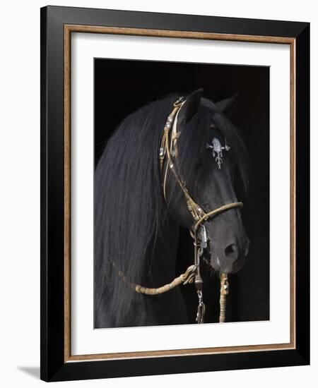 Black Peruvian Paso Stallion in Traditional Peruvian Bridle, Sante Fe, New Mexico, USA-Carol Walker-Framed Photographic Print