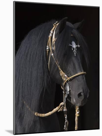 Black Peruvian Paso Stallion in Traditional Peruvian Bridle, Sante Fe, New Mexico, USA-Carol Walker-Mounted Photographic Print