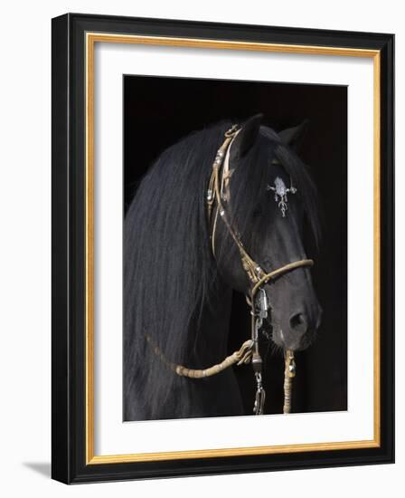 Black Peruvian Paso Stallion in Traditional Peruvian Bridle, Sante Fe, New Mexico, USA-Carol Walker-Framed Photographic Print