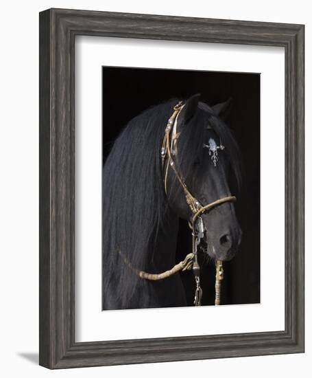 Black Peruvian Paso Stallion in Traditional Peruvian Bridle, Sante Fe, New Mexico, USA-Carol Walker-Framed Photographic Print