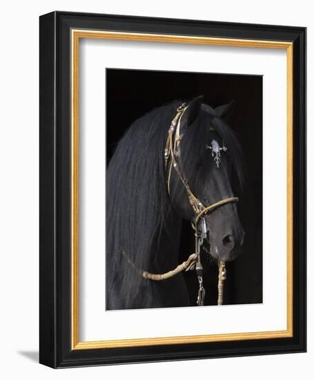 Black Peruvian Paso Stallion in Traditional Peruvian Bridle, Sante Fe, New Mexico, USA-Carol Walker-Framed Photographic Print