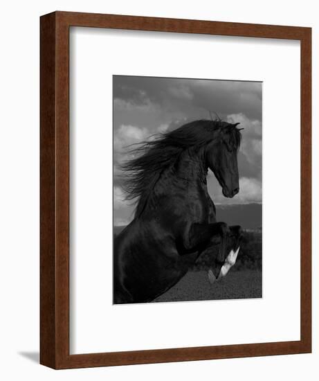 Black Peruvian Paso Stallion Rearing, Sante Fe, NM, USA-Carol Walker-Framed Premium Photographic Print