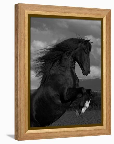 Black Peruvian Paso Stallion Rearing, Sante Fe, NM, USA-Carol Walker-Framed Premier Image Canvas