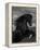 Black Peruvian Paso Stallion Rearing, Sante Fe, NM, USA-Carol Walker-Framed Premier Image Canvas