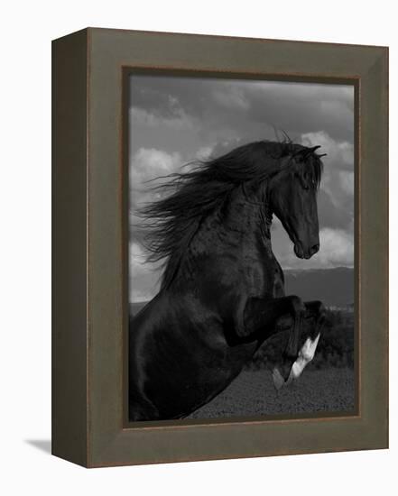 Black Peruvian Paso Stallion Rearing, Sante Fe, NM, USA-Carol Walker-Framed Premier Image Canvas