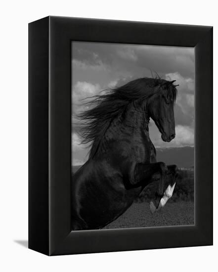 Black Peruvian Paso Stallion Rearing, Sante Fe, NM, USA-Carol Walker-Framed Premier Image Canvas