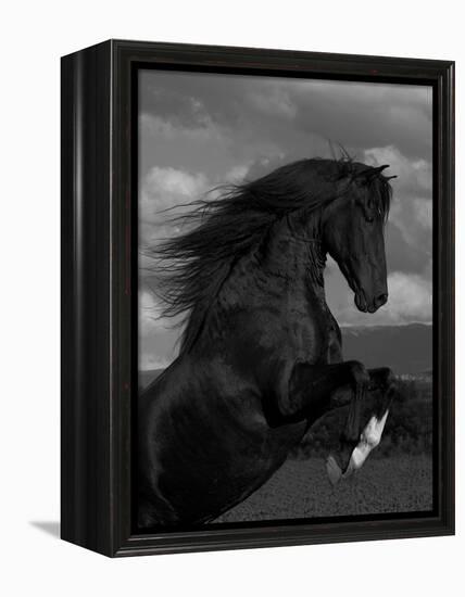 Black Peruvian Paso Stallion Rearing, Sante Fe, NM, USA-Carol Walker-Framed Premier Image Canvas