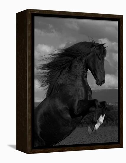 Black Peruvian Paso Stallion Rearing, Sante Fe, NM, USA-Carol Walker-Framed Premier Image Canvas