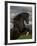 Black Peruvian Paso Stallion Rearing, Sante Fe, NM, USA-Carol Walker-Framed Photographic Print