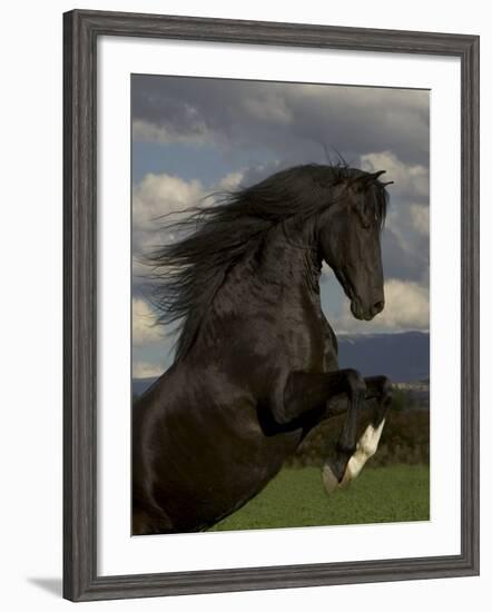 Black Peruvian Paso Stallion Rearing, Sante Fe, NM, USA-Carol Walker-Framed Photographic Print
