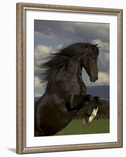 Black Peruvian Paso Stallion Rearing, Sante Fe, NM, USA-Carol Walker-Framed Photographic Print