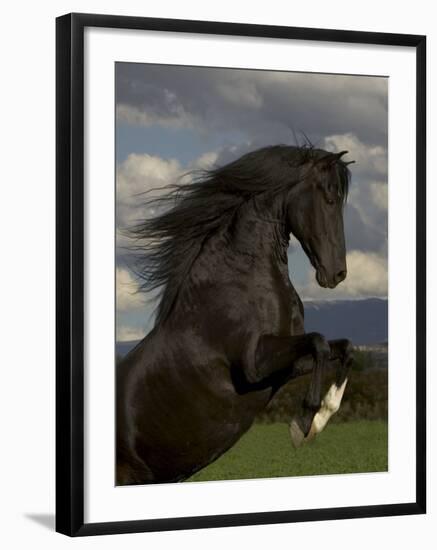 Black Peruvian Paso Stallion Rearing, Sante Fe, NM, USA-Carol Walker-Framed Photographic Print