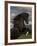 Black Peruvian Paso Stallion Rearing, Sante Fe, NM, USA-Carol Walker-Framed Photographic Print