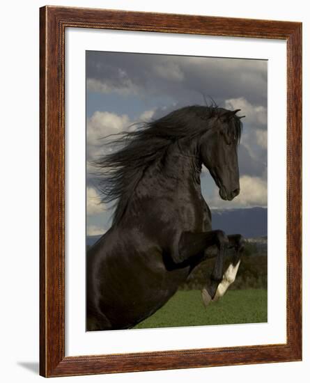 Black Peruvian Paso Stallion Rearing, Sante Fe, NM, USA-Carol Walker-Framed Photographic Print