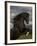 Black Peruvian Paso Stallion Rearing, Sante Fe, NM, USA-Carol Walker-Framed Photographic Print