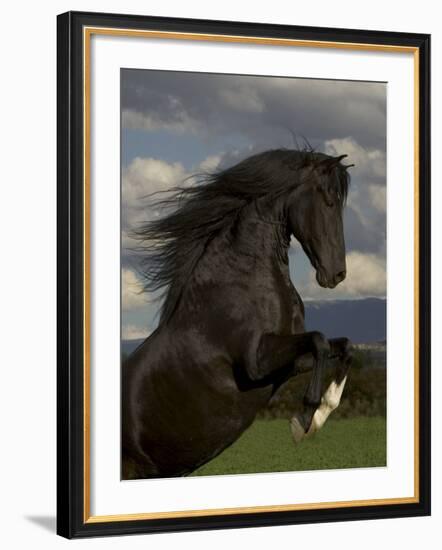 Black Peruvian Paso Stallion Rearing, Sante Fe, NM, USA-Carol Walker-Framed Photographic Print