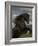 Black Peruvian Paso Stallion Rearing, Sante Fe, NM, USA-Carol Walker-Framed Photographic Print