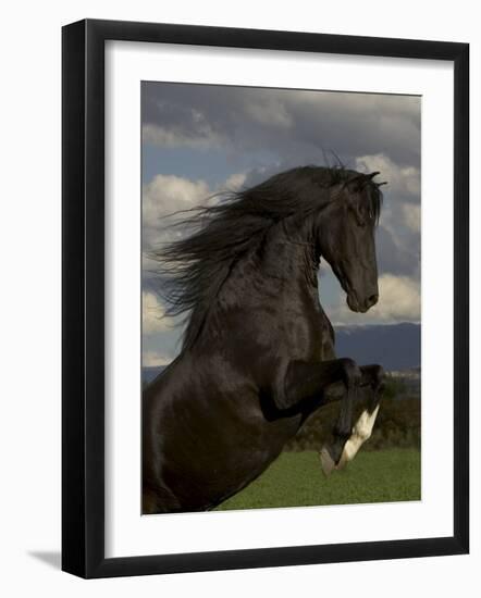 Black Peruvian Paso Stallion Rearing, Sante Fe, NM, USA-Carol Walker-Framed Photographic Print