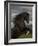 Black Peruvian Paso Stallion Rearing, Sante Fe, NM, USA-Carol Walker-Framed Photographic Print