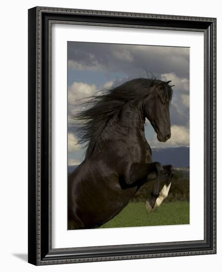 Black Peruvian Paso Stallion Rearing, Sante Fe, NM, USA-Carol Walker-Framed Photographic Print