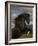 Black Peruvian Paso Stallion Rearing, Sante Fe, NM, USA-Carol Walker-Framed Photographic Print