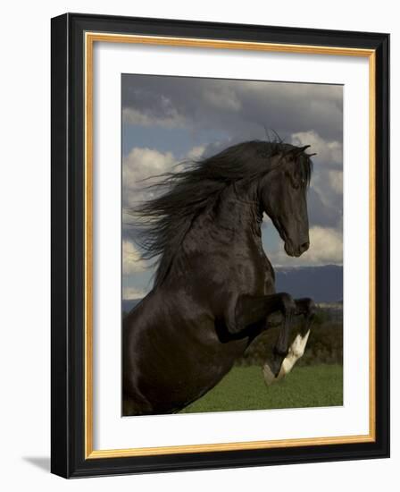 Black Peruvian Paso Stallion Rearing, Sante Fe, NM, USA-Carol Walker-Framed Photographic Print