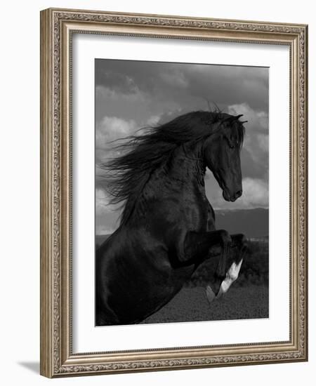 Black Peruvian Paso Stallion Rearing, Sante Fe, NM, USA-Carol Walker-Framed Photographic Print