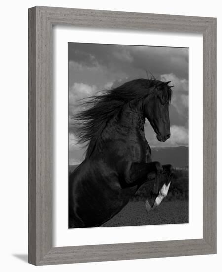 Black Peruvian Paso Stallion Rearing, Sante Fe, NM, USA-Carol Walker-Framed Photographic Print