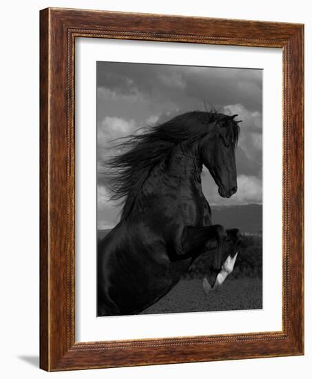 Black Peruvian Paso Stallion Rearing, Sante Fe, NM, USA-Carol Walker-Framed Photographic Print