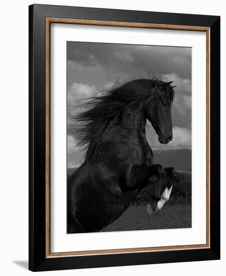 Black Peruvian Paso Stallion Rearing, Sante Fe, NM, USA-Carol Walker-Framed Photographic Print