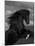 Black Peruvian Paso Stallion Rearing, Sante Fe, NM, USA-Carol Walker-Mounted Photographic Print