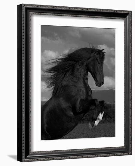 Black Peruvian Paso Stallion Rearing, Sante Fe, NM, USA-Carol Walker-Framed Photographic Print