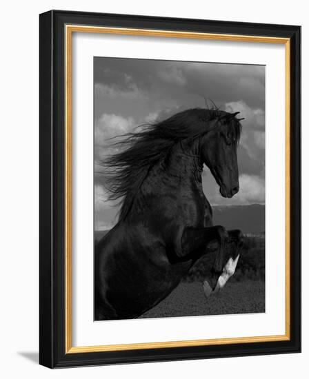 Black Peruvian Paso Stallion Rearing, Sante Fe, NM, USA-Carol Walker-Framed Photographic Print