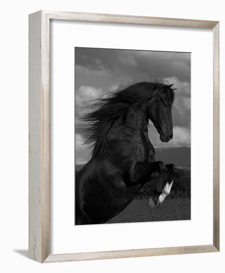 Black Peruvian Paso Stallion Rearing, Sante Fe, NM, USA-Carol Walker-Framed Photographic Print