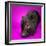 Black Pig-Square Dog Photography-Framed Photographic Print