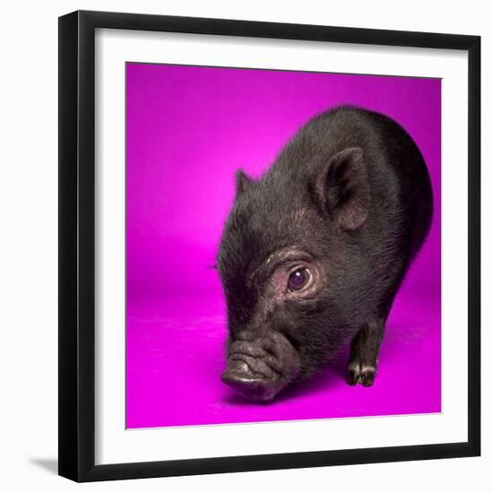 Black Pig-Square Dog Photography-Framed Photographic Print