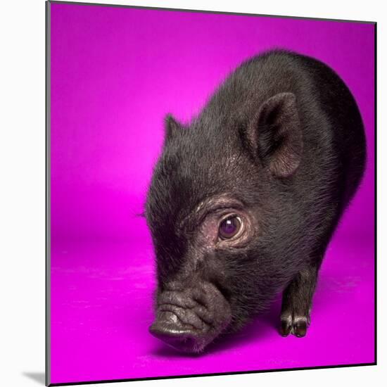 Black Pig-Square Dog Photography-Mounted Photographic Print