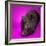 Black Pig-Square Dog Photography-Framed Photographic Print