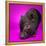 Black Pig-Square Dog Photography-Framed Premier Image Canvas