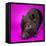 Black Pig-Square Dog Photography-Framed Premier Image Canvas