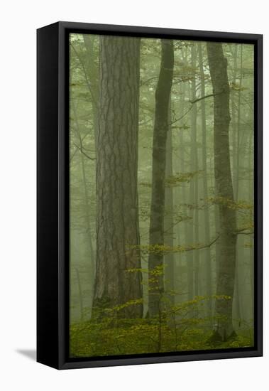 Black Pine (Pinus Nigra) and Beech Trunks in Mist, Crna Poda, Tara Canyon, Durmitor Np, Montenegro-Radisics-Framed Premier Image Canvas