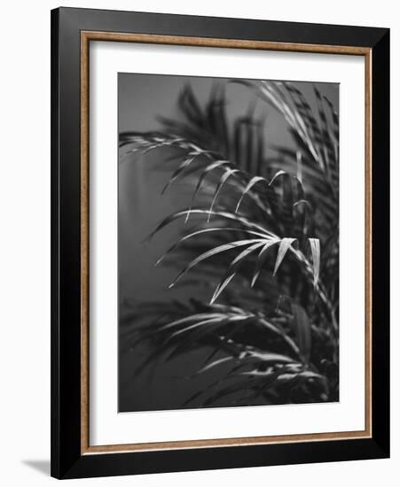 Black Plant-Design Fabrikken-Framed Photographic Print